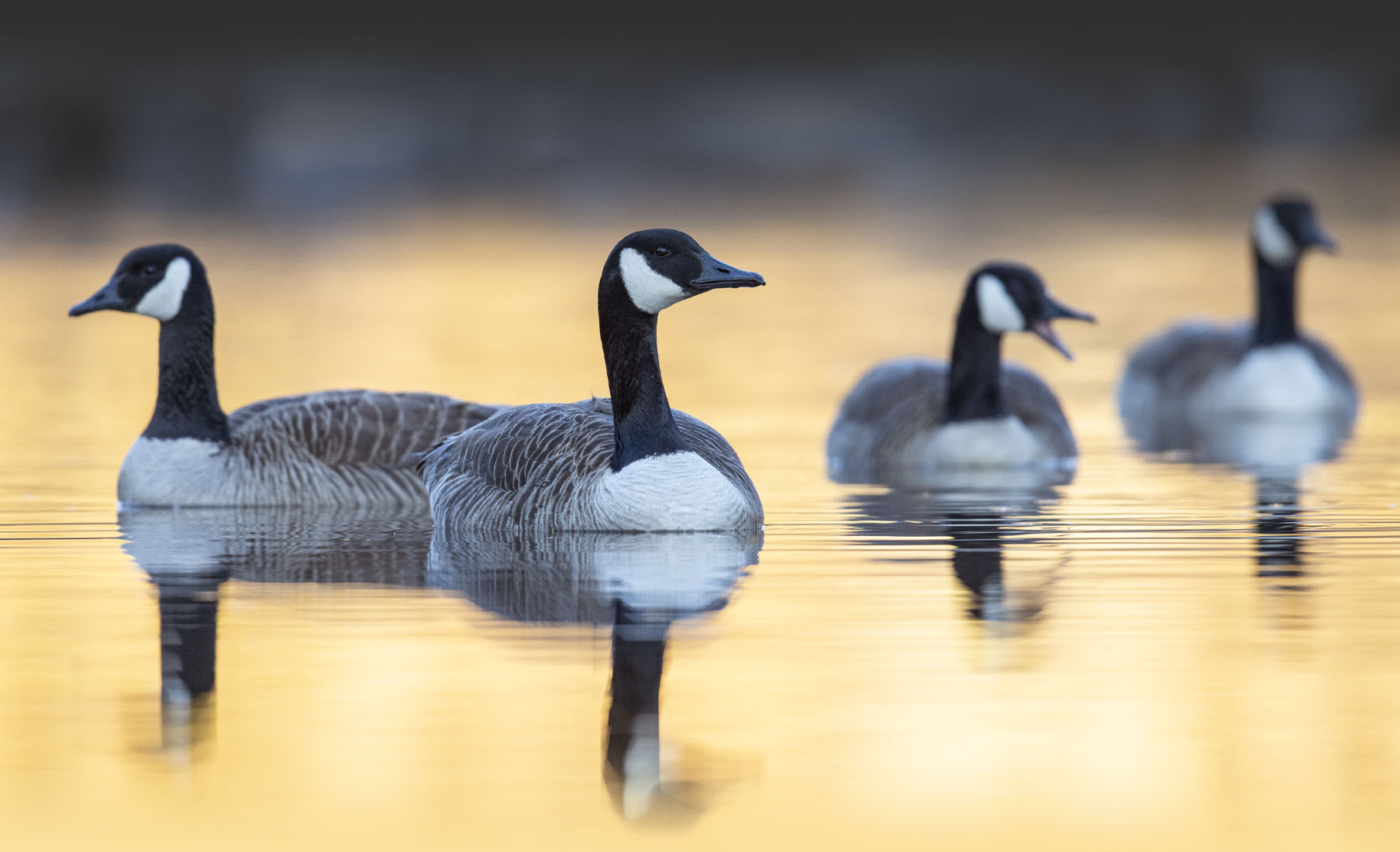 HOME - New Jersey and Delaware Goose Hunting - Kevin Popo Waterfowl Hunts